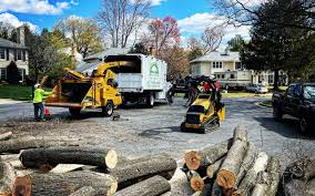 Best Stump Grinding and Removal  in South Hill, NY